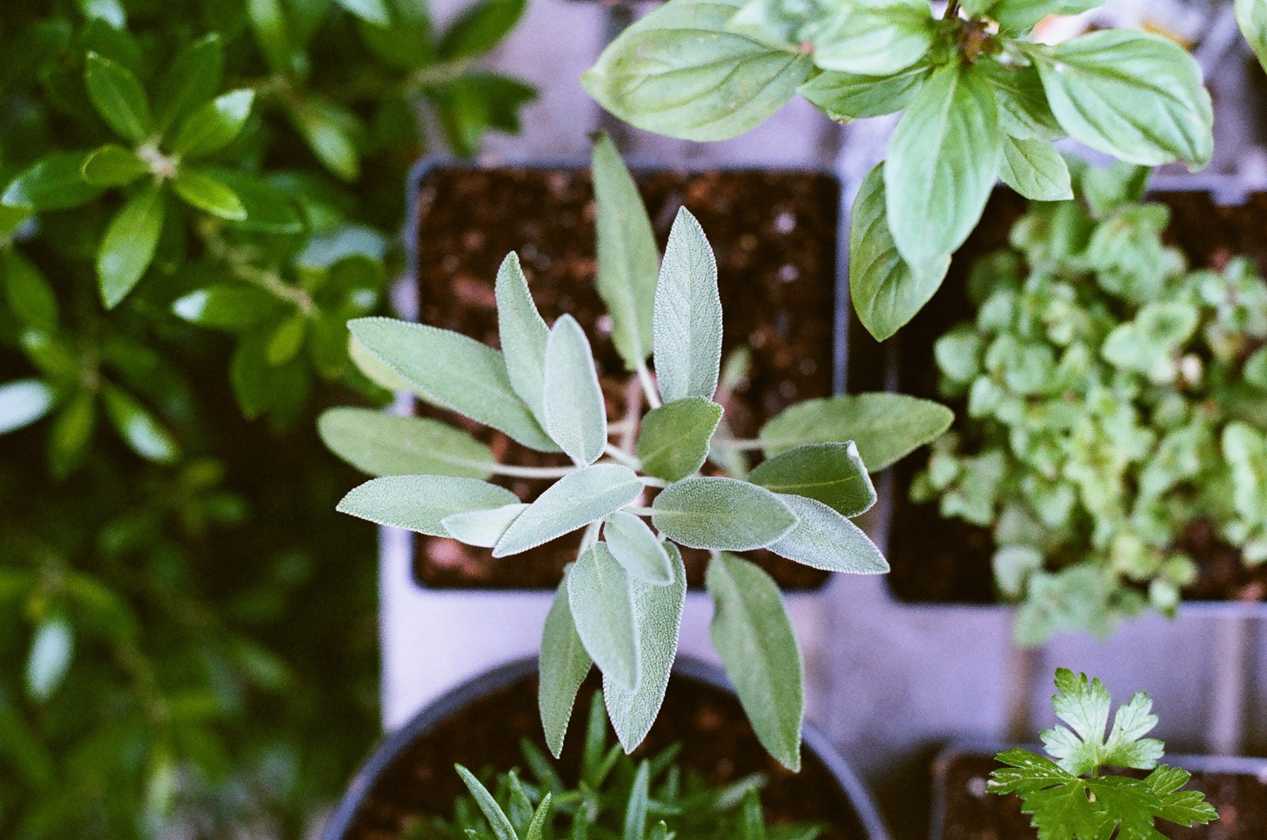Herbs and natural ingredients